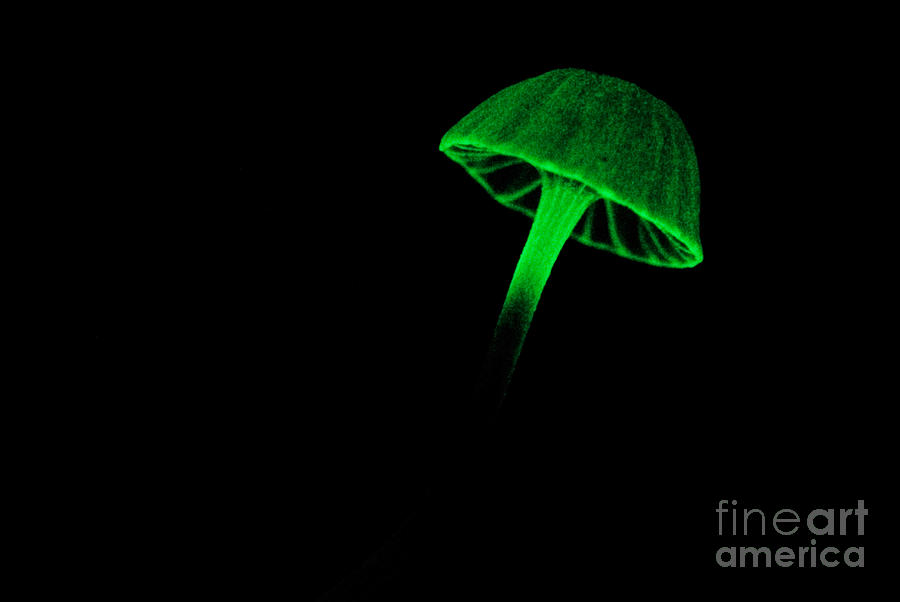 Bioluminescent Fungi #4 Photograph by Dant Fenolio