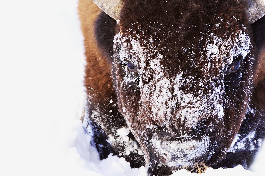 Bison In Winter #4 Photograph by Richard Wear
