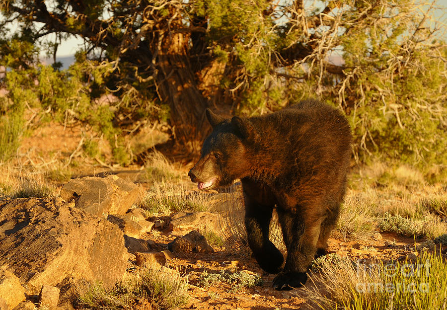 Black Bear #4 Photograph by Dennis Hammer