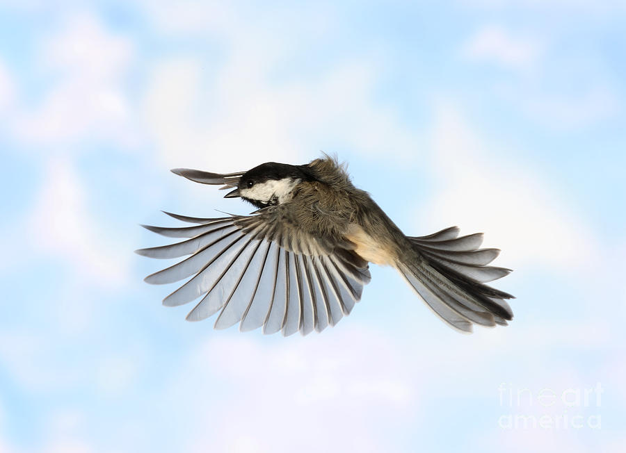 Black-capped Chickadee In Flight #4 Photograph by Ted Kinsman