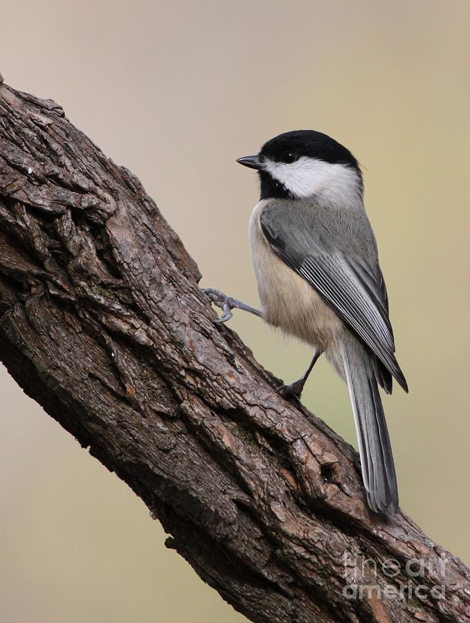Black-capped Chickadee #4 Photograph by Jack R Brock