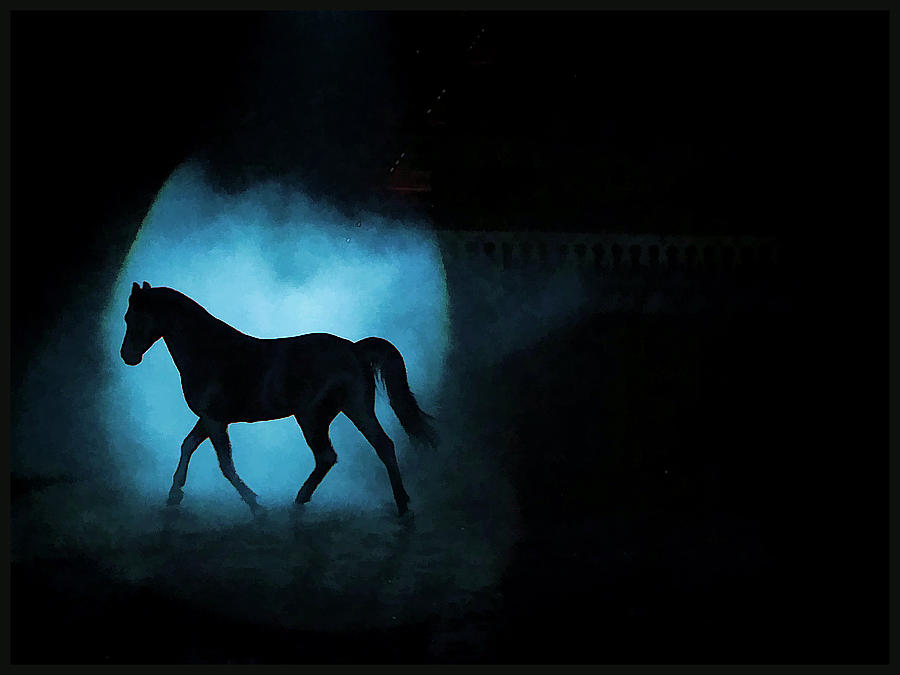 Horse Photograph - Black Stallion by Dulce Levitz