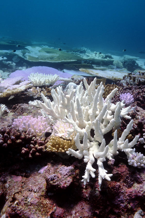 Bleached Coral Photograph by Georgette Douwma - Fine Art America