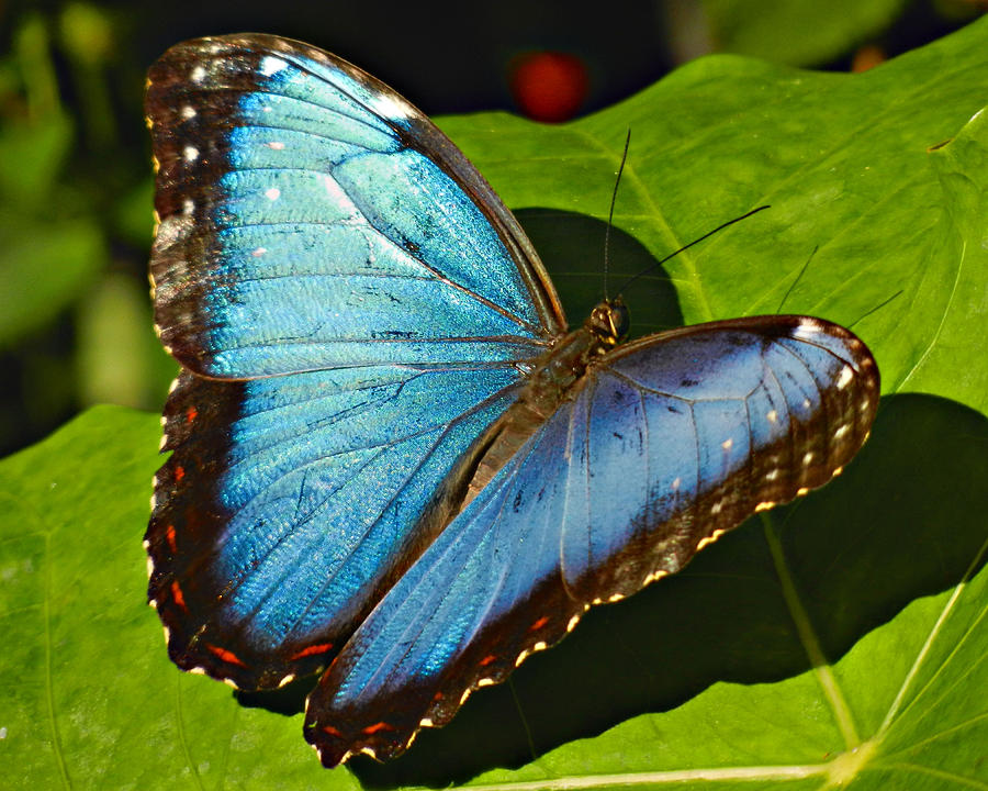 Blue Morpho Photograph by David Brown - Fine Art America