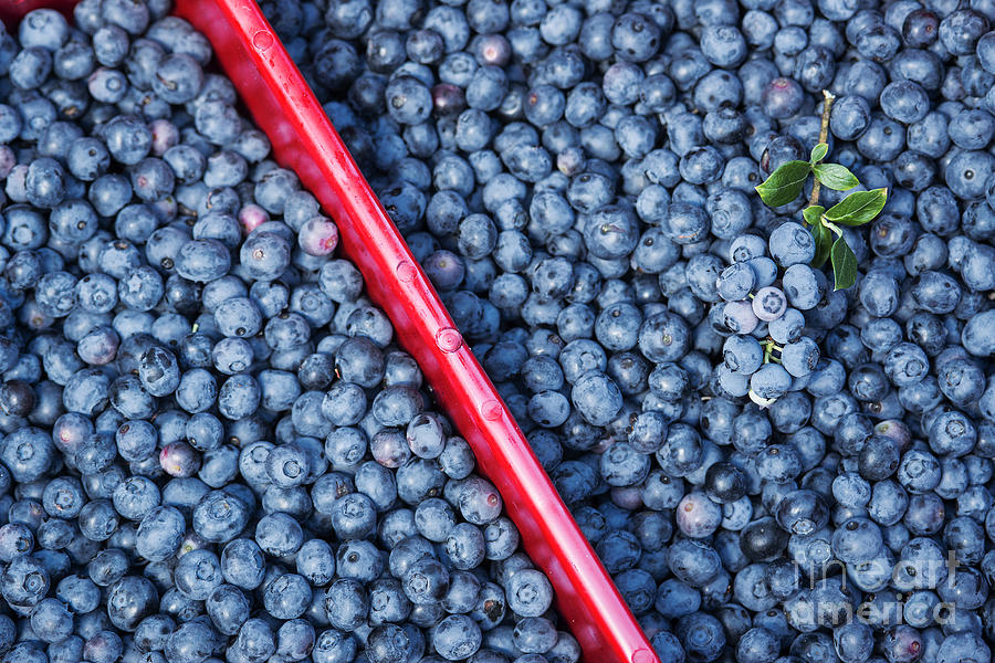 Harvested Photograph - Blueberry Harvest by John Greim Harvested Photograph - Blueberry Harvest by John Greim