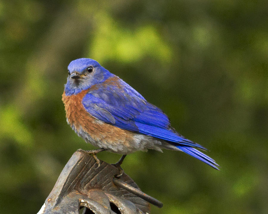 Bluebird #2 Photograph by Jean Noren