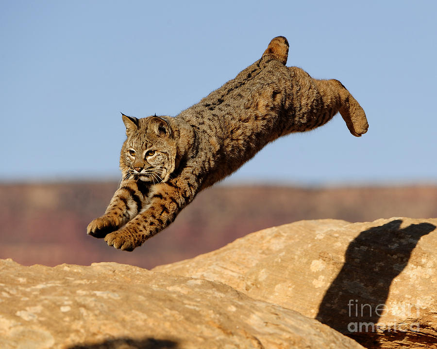 Bobcat #7 Photograph by Dennis Hammer