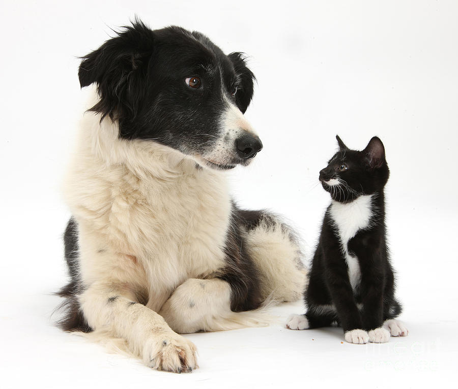 Border Collie And Tuxedo Kitten #4 Photograph by Mark Taylor
