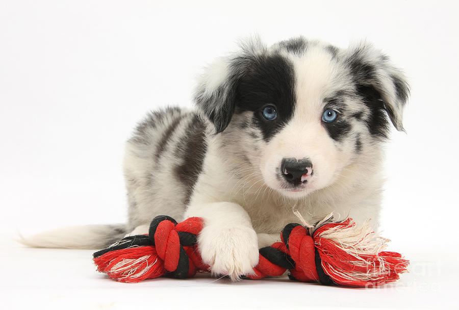 Dog  - Border Collie Pup #4 by Mark Taylor
