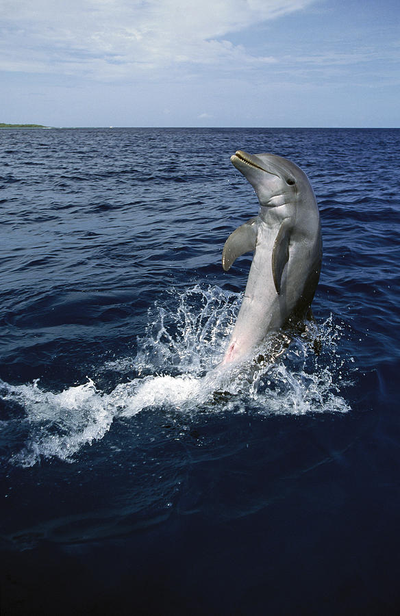 Bottlenose Dolphin Tursiops Truncatus Photograph by Konrad Wothe