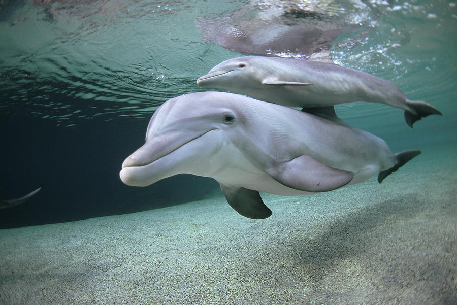 Bottlenose Dolphin Underwater Pair Photograph by Flip Nicklin