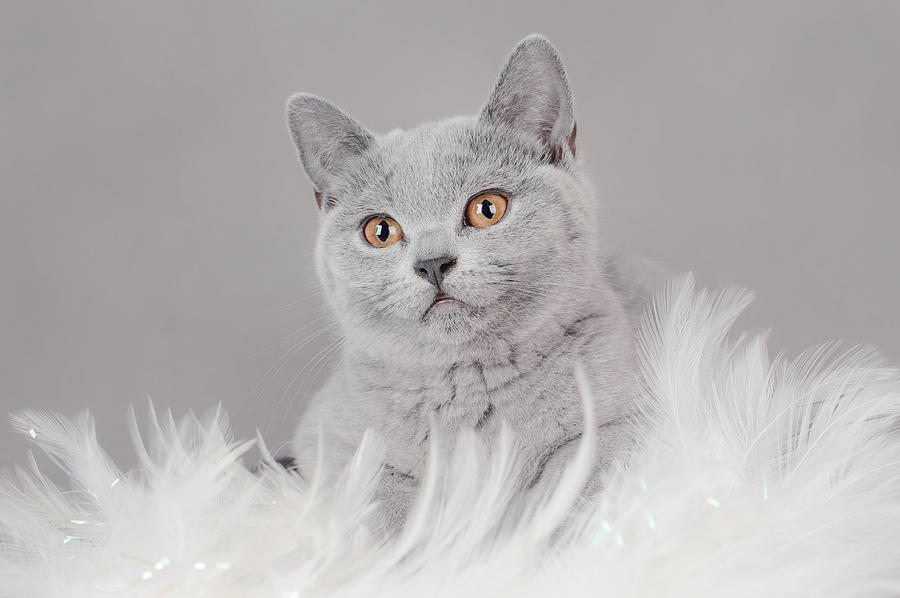 British Shorthair Kitten Photograph By Waldek Dabrowski