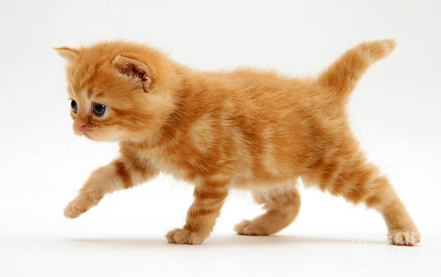 domestic shorthair tabby cat