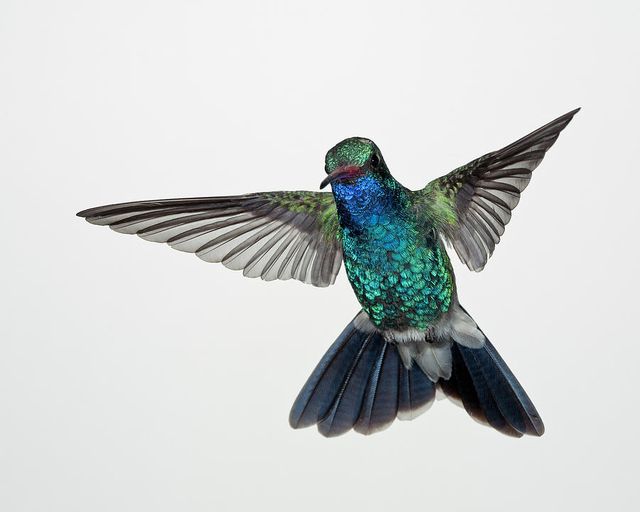 Broadbill Hummingbird #4 Photograph by Gregory Scott
