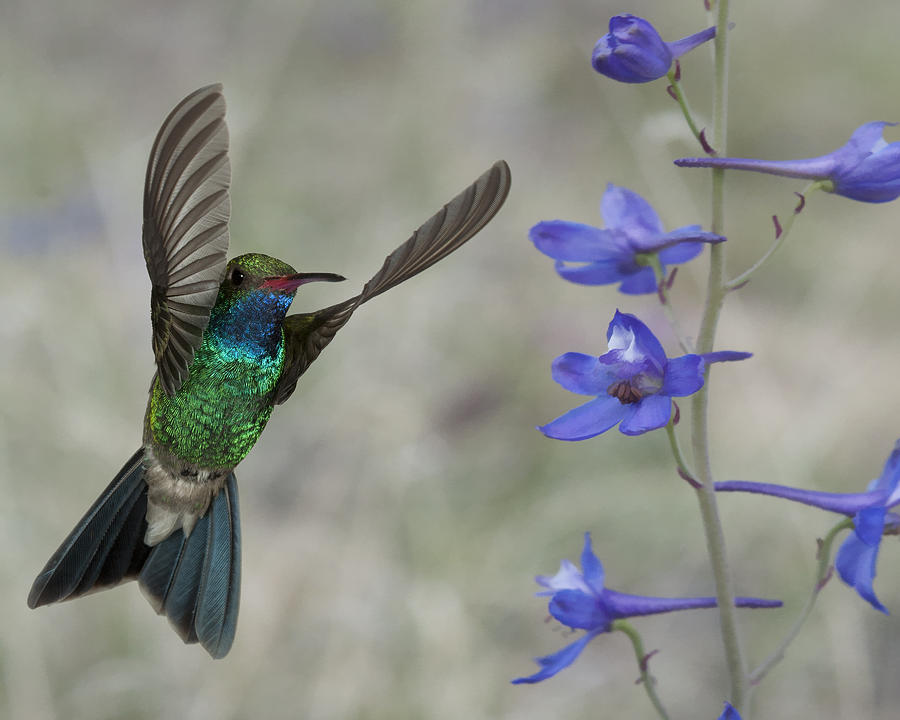 Broadbill Hummingbird in Flight #4 Photograph by Gregory Scott