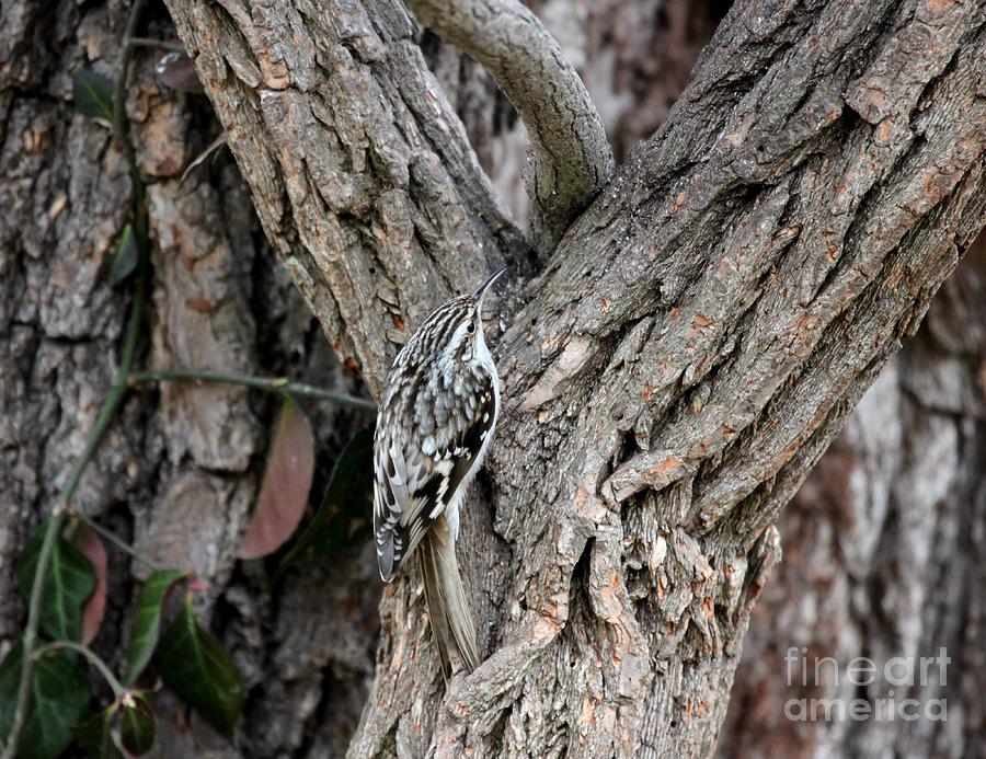 Brown Creeper #4 Photograph by Jack R Brock