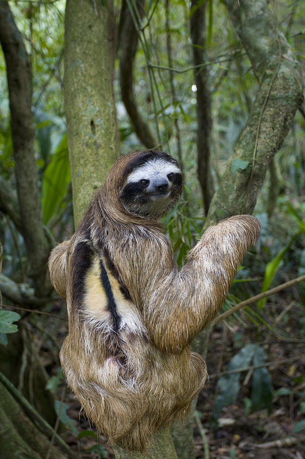 Brown-throated Three-toed Sloth #4 Photograph by Suzi Eszterhas