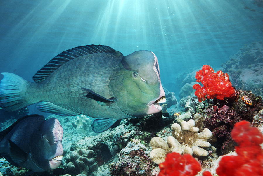 Bumphead Parrotfish Photograph by Georgette Douwma - Pixels