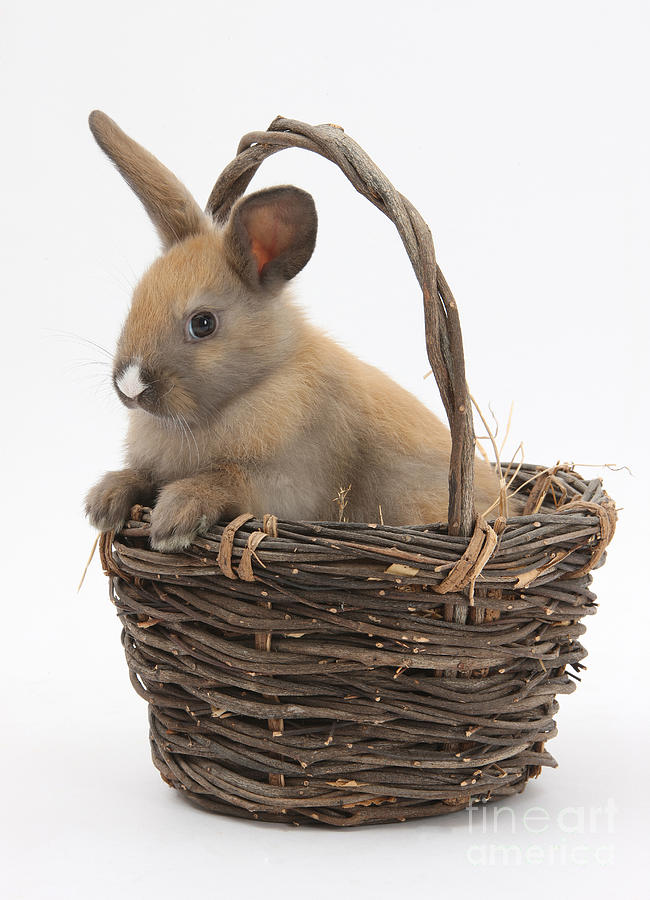 Bunny In A Basket #4 Photograph by Mark Taylor