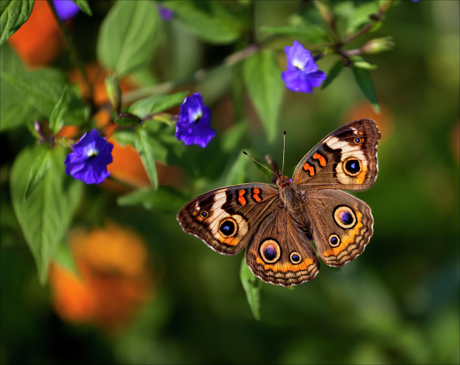 Butterfly #4 Photograph by Robert Ullmann