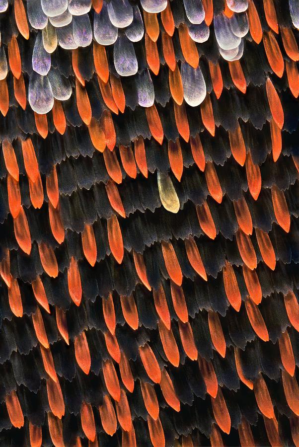 Butterfly Wing Scales #4 Photograph by Jerzy Gubernator