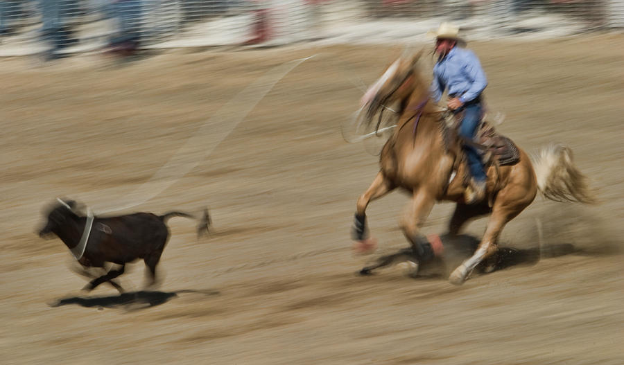 Calf Roping Photograph By Guillermo Gonzalez - Fine Art America