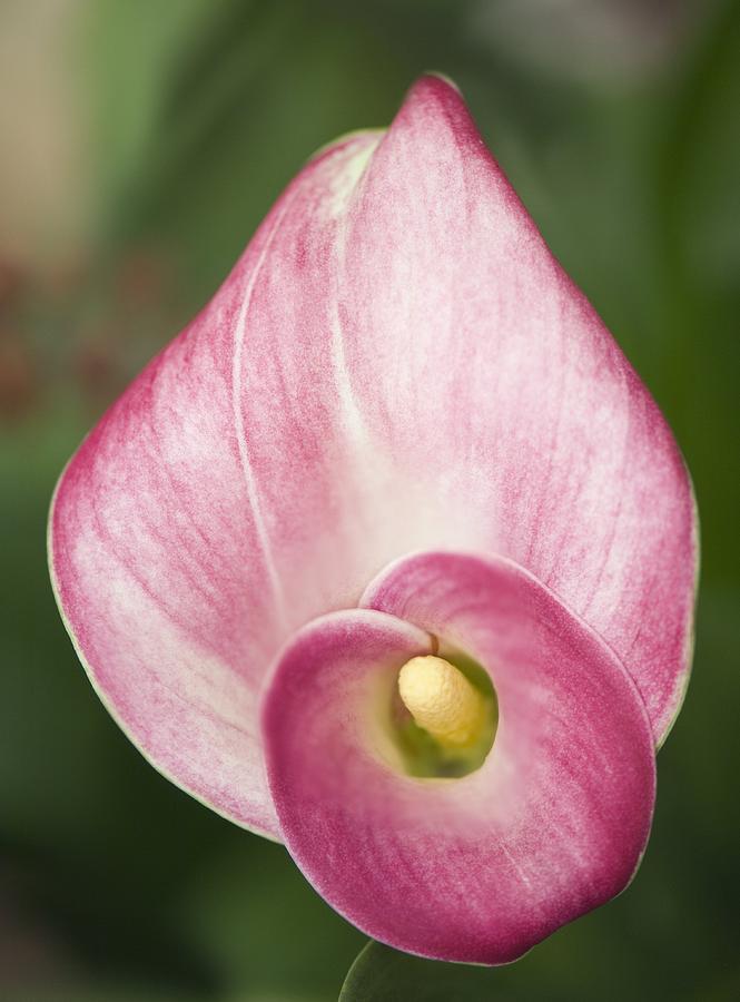 Flower Photograph - Calla Lily (zantedeschia Aethiopica) #4 by Maria Mosolova