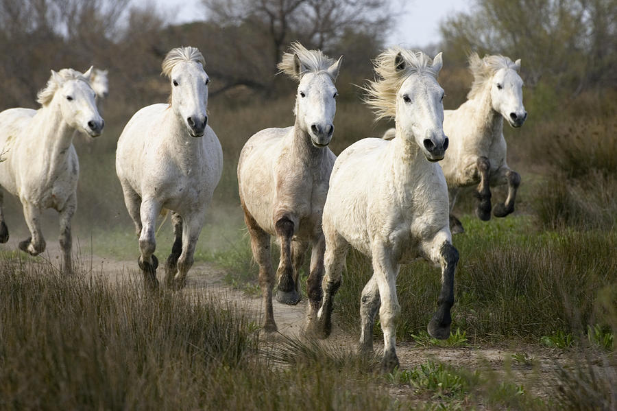 Horse Photograph - Camargue Horse Equus Caballus Group #4 by Konrad Wothe