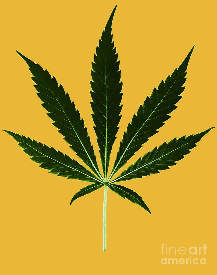 Cannabis Sativa, Marijuana Leaf #4  by Science Source