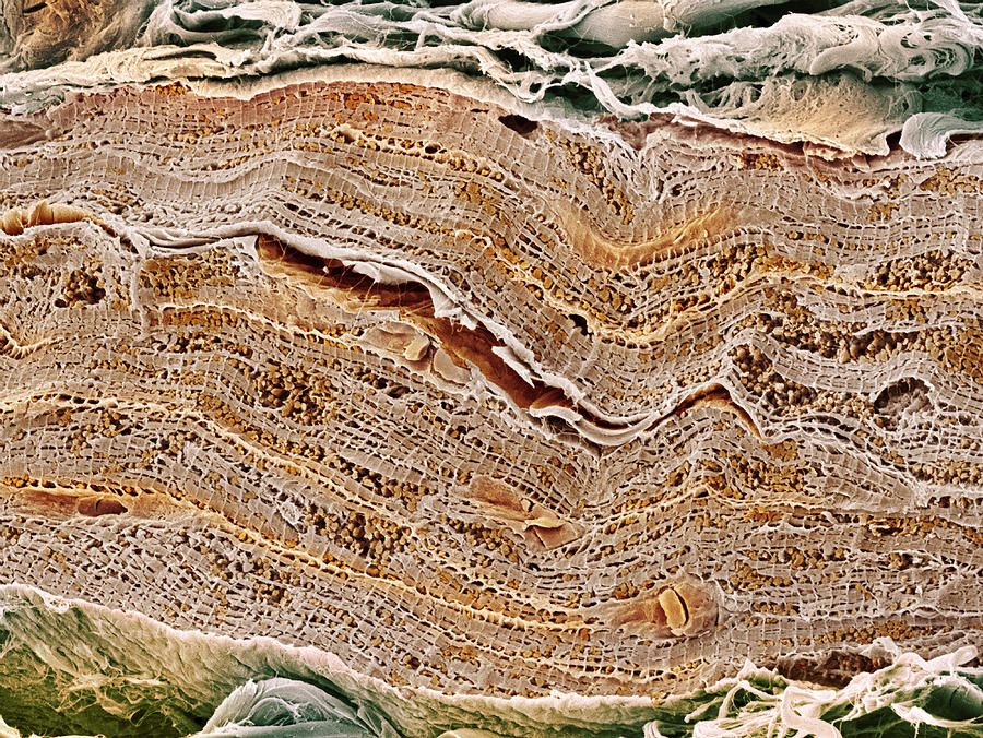Mitochondrion Photograph - Cardiac Muscle, Sem #4 by Steve Gschmeissner