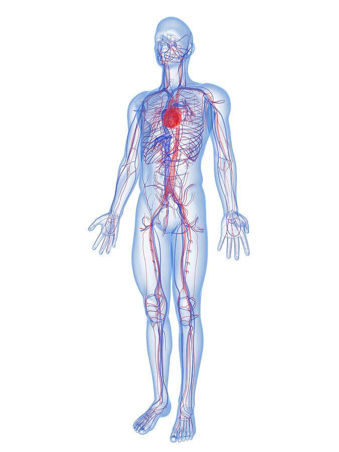 Cardiovascular System, Artwork Photograph by Sciepro - Fine Art America