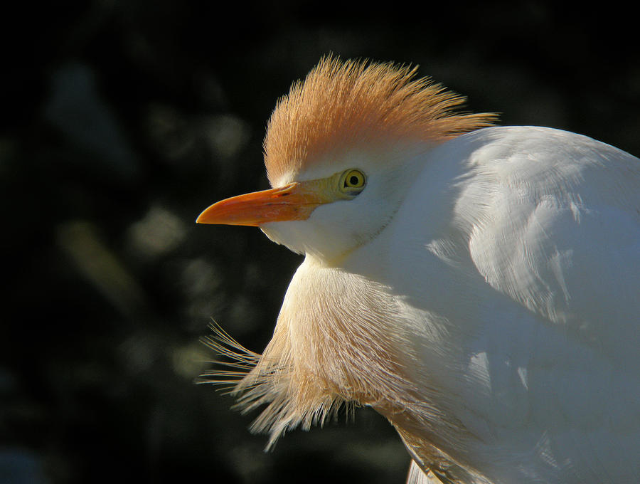 Cattle egret Photograph by Perry Van Munster - Fine Art America