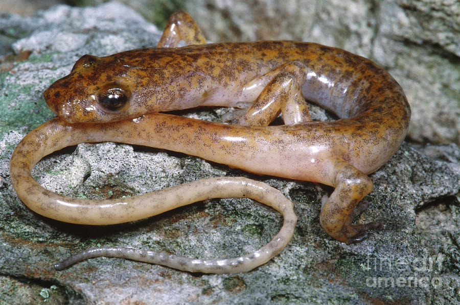Salamander Photograph - Cave Salamander #4 by Dante Fenolio