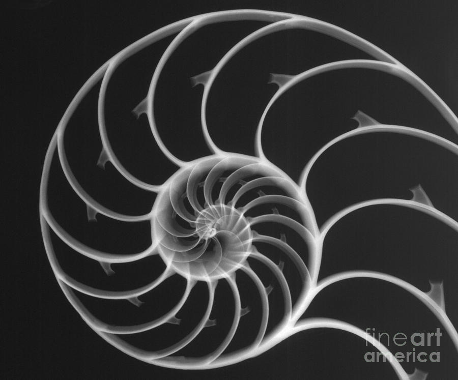 Chambered Nautilus #4 Photograph by Ted Kinsman