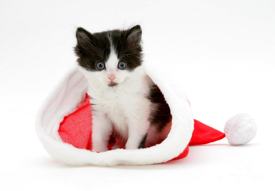 Christmas Kitten #4 Photograph by Jane Burton