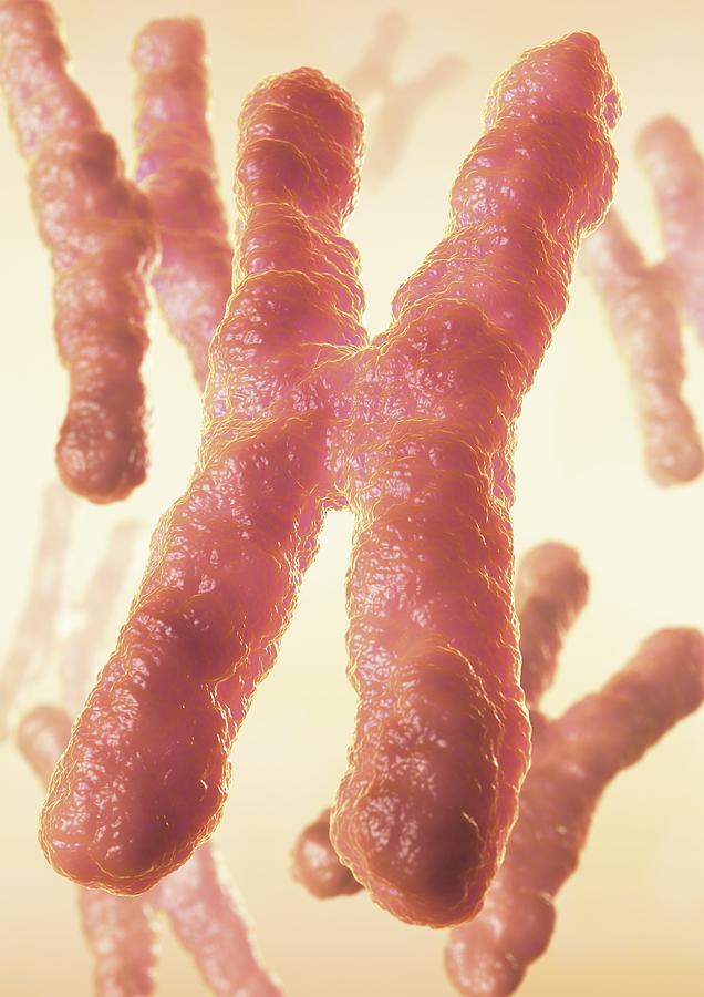 Chromosomes Artwork Photograph By David Mack Fine Art America 6817