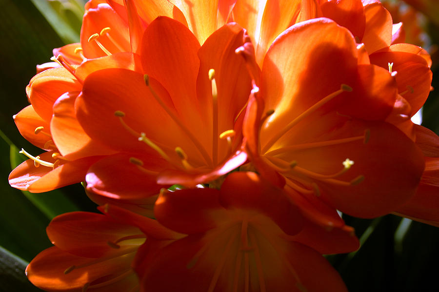 Flowers Still Life Photograph - Clivia Bloom #3 by PIXELS  XPOSED Ralph A Ledergerber Photography