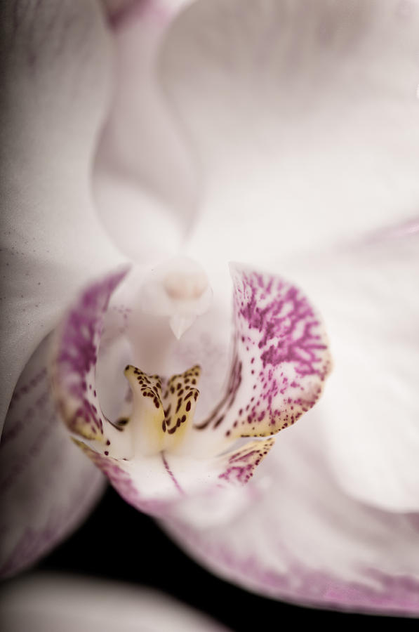 Close up shoot of a beautiful Orchid blossom #4 Photograph by U Schade