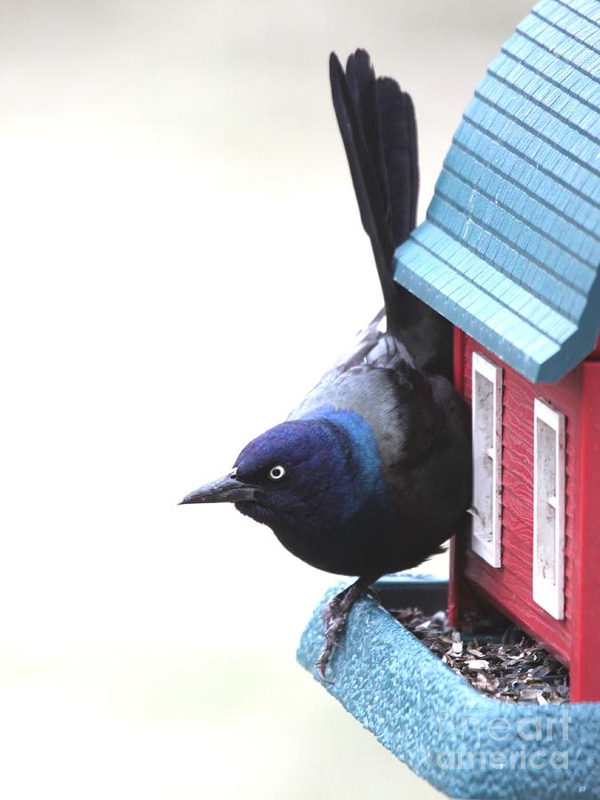 Common Grackle #4 Photograph by Jack R Brock