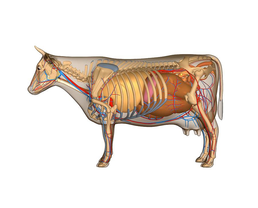 Mammal Photograph - Cow Anatomy, Artwork #4 by Friedrich Saurer