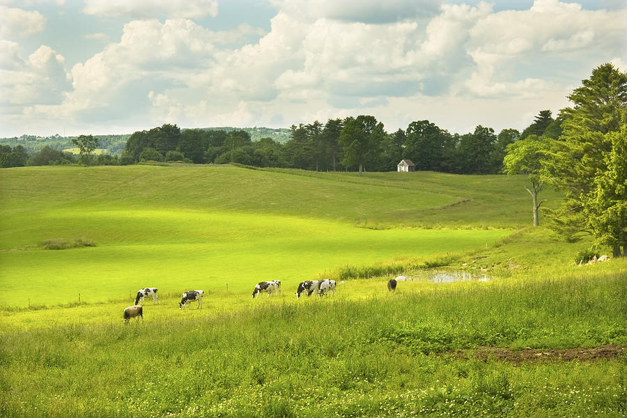 Cows Grazing On Grass In Farm Field Summer Maine #4 Photograph by Keith Webber Jr