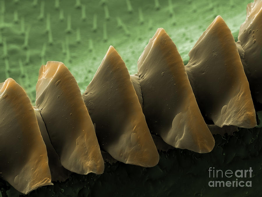 Cricket Sound Comb, Sem #4 Photograph by Ted Kinsman