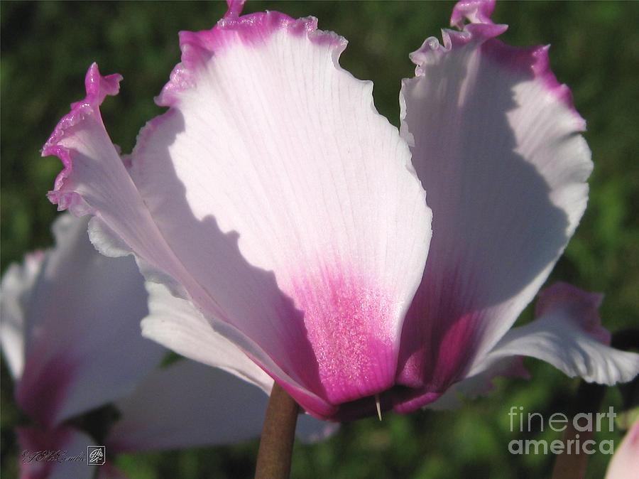 Nature Photograph - Cyclamen named Victoria #4 by J McCombie