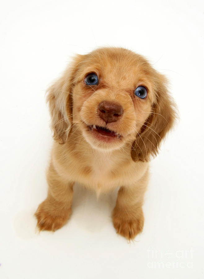 Dachshund Pup #5 Photograph by Jane Burton