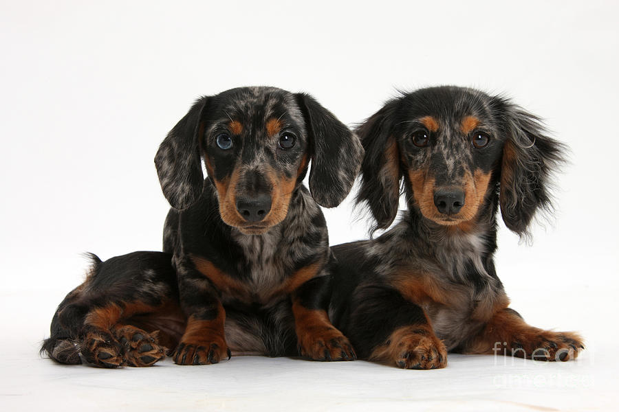 Dachshund Pups #9 Photograph by Mark Taylor