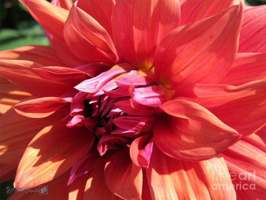 color spectacle dahlia color spectacle dahlia