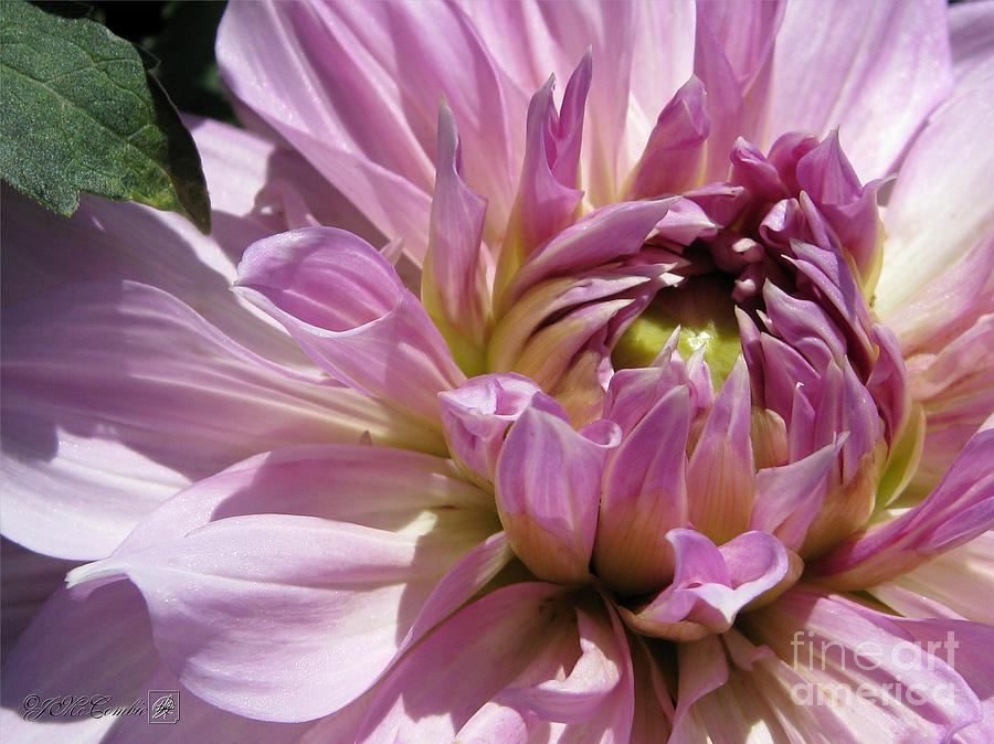 Dahlia named Emory Paul #4 Photograph by J McCombie - Pixels