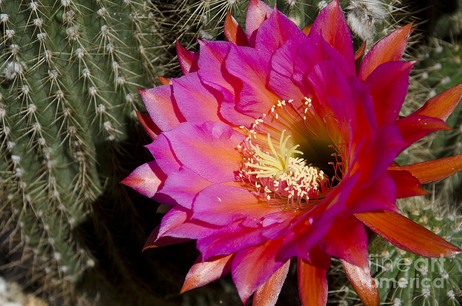 Flowers Still Life Photograph - Dark pink cactus flower #4 by Jim And Emily Bush