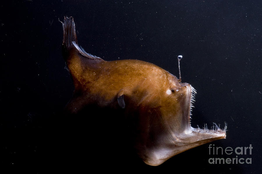 Fish Photograph - Deep Sea Angler #4 by Dante Fenolio