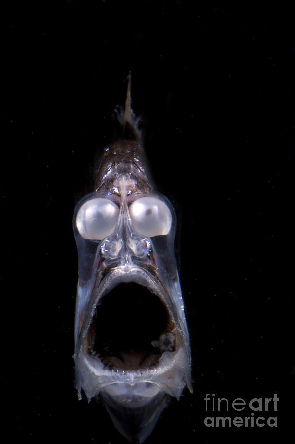 Deep Sea Hatchetfish #5 Photograph by Dante Fenolio